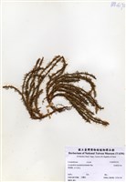 藏品(反捲葉石松)的圖片